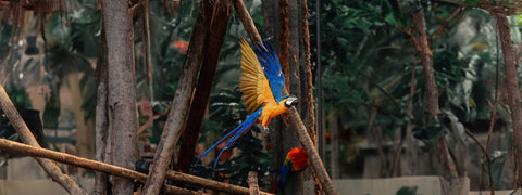 BRAZIL SINGLE ORIGIN