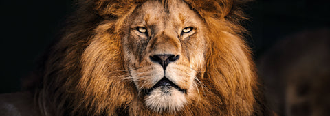 ETHIOPIA SINGLE ORIGIN