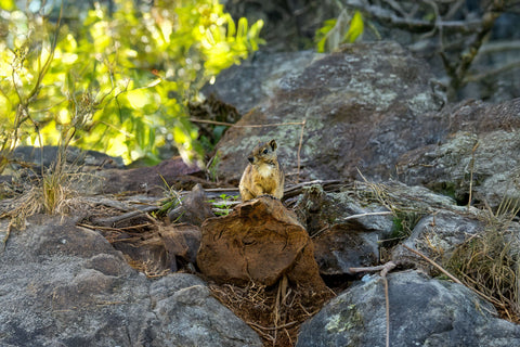 ETHIOPIA GUJI BITOYA